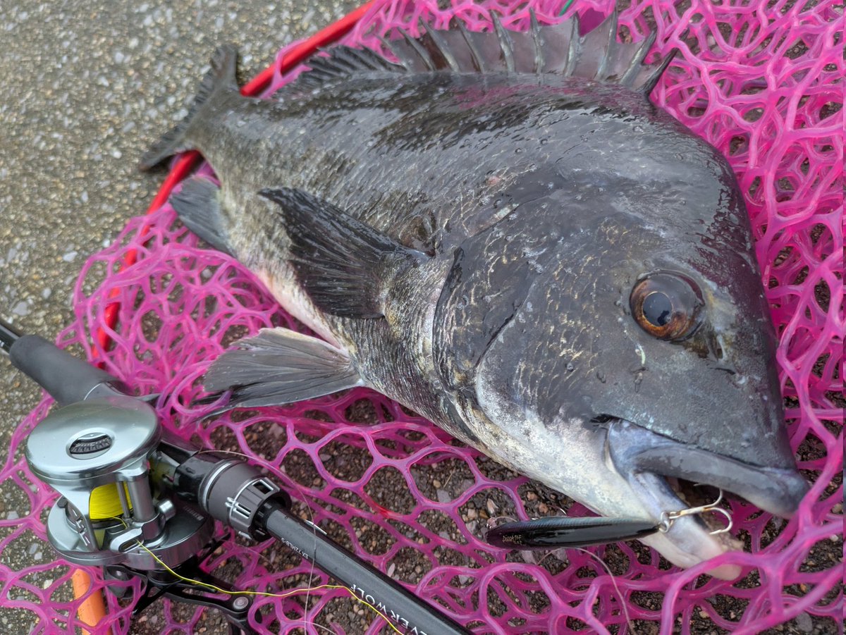 Ohuton_is_god's tweet photo. ユーガッタムコンマジック炸裂♨
最初昼過ぎに大阪河川行ってたけど浮きゴミと雨がキツすぎて釣りにならず、夕方ムコンに来てみたら55、53cm NO AGEに加えてランカーキビレまで🤣笑
雨&amp;夕爆やね〜😆
ツ抜けもできて13キャッチ+芝👍
#Loongze
#シルバーウルフ
#はりよし
#ムコン自己べスト更新
#pr https://t.co/EUp48nGnto