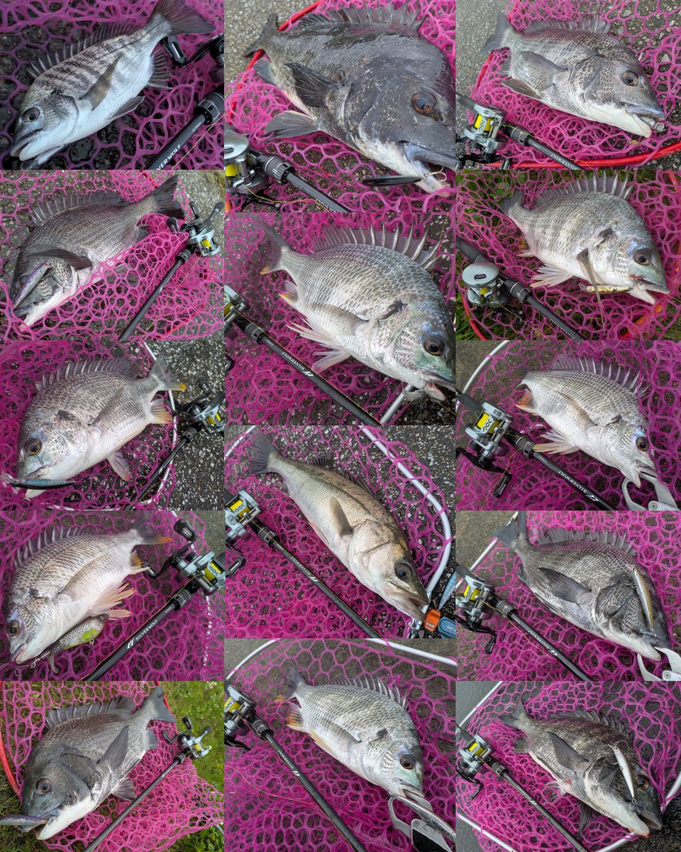 Ohuton_is_god's tweet photo. ユーガッタムコンマジック炸裂♨
最初昼過ぎに大阪河川行ってたけど浮きゴミと雨がキツすぎて釣りにならず、夕方ムコンに来てみたら55、53cm NO AGEに加えてランカーキビレまで🤣笑
雨&amp;夕爆やね〜😆
ツ抜けもできて13キャッチ+芝👍
#Loongze
#シルバーウルフ
#はりよし
#ムコン自己べスト更新
#pr https://t.co/EUp48nGnto