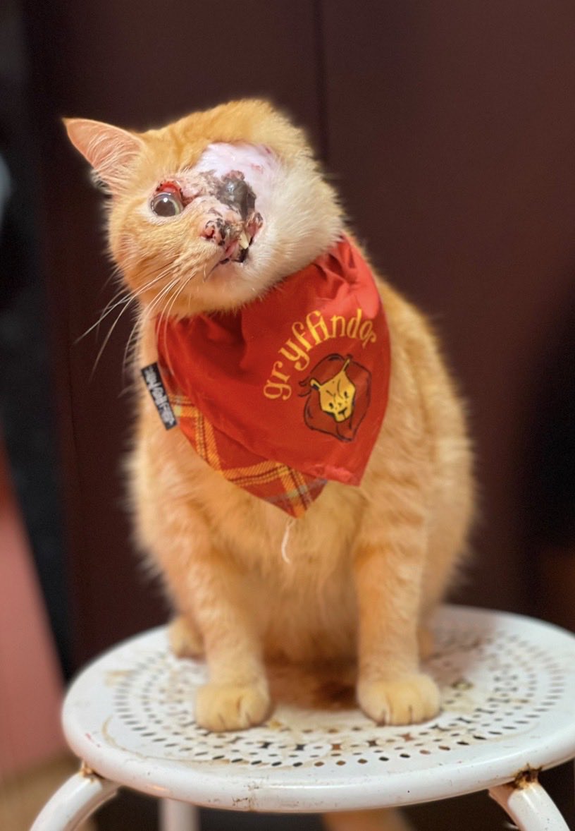 Qi_TheKey's tweet photo. Meet $Mymo ❤️

A cat who survived a brutal dog attack and lost half of his face… but never lost the will to live.

Now his story is inspiring millions through TikTok & Instagram, and a community is forming around resilience, hope, and strength, the owner of the cat is also involved in the community and even shared the CA in his bio’s on TikTok with millions of views. 

5KrvwhPnVgUaMdyqEy78PZXjLzdXUNTAjaLA7Zx9pump

This is more than a meme.
This is MYMO.