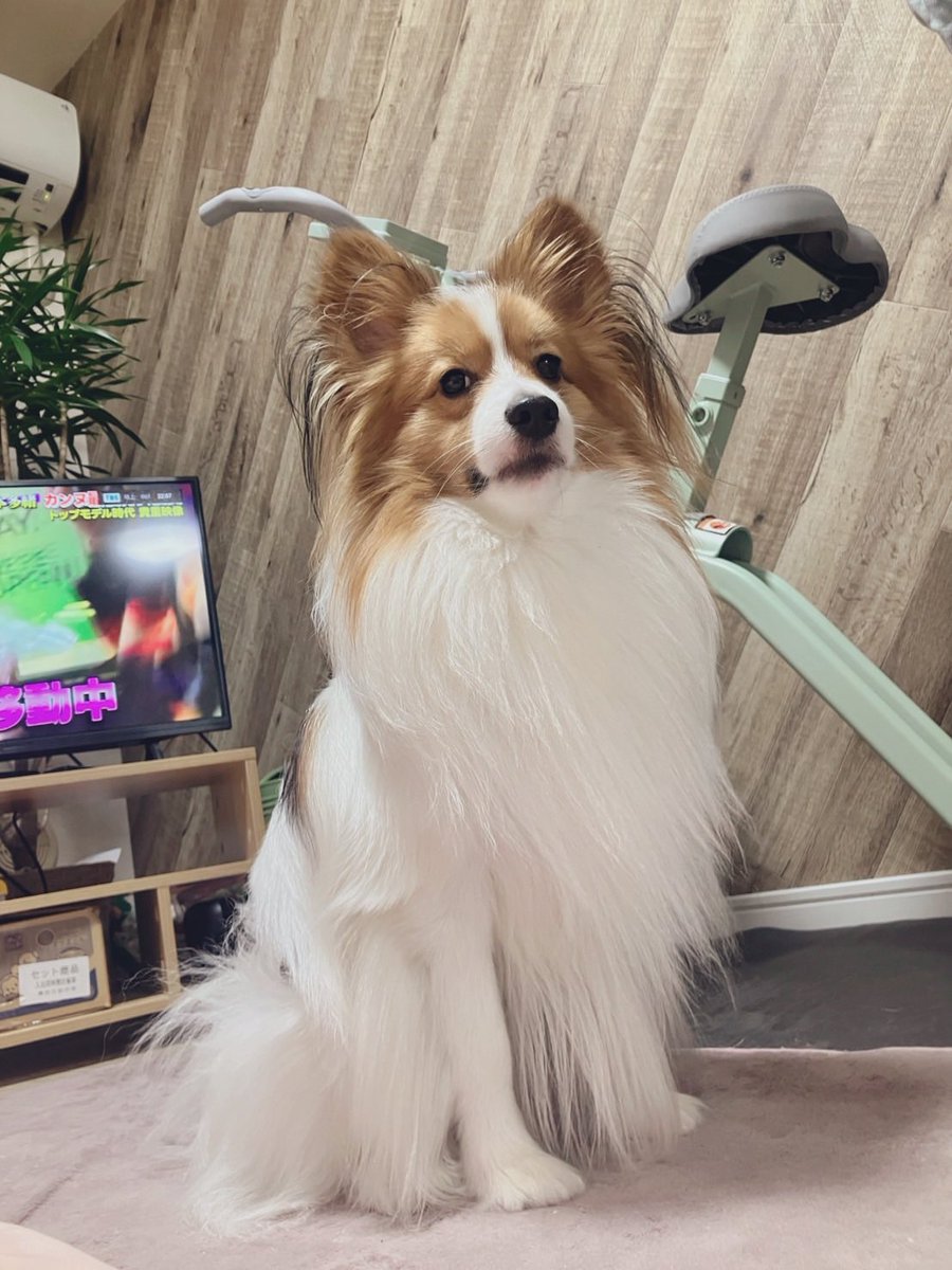 パピヨン