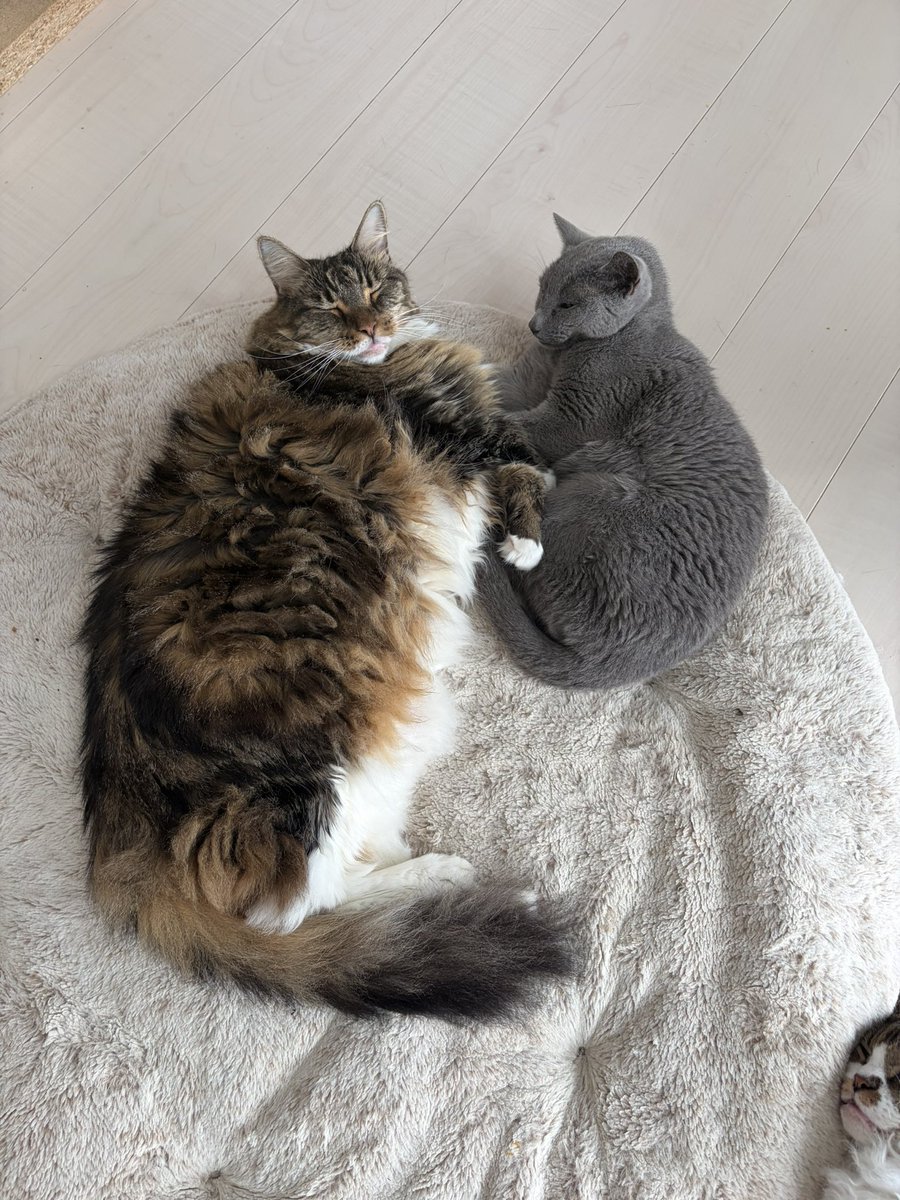 CatApartment's tweet photo. メインクーンがどれだけ大きいか、こちらをご覧ください https://t.co/CR4r8uRUi1