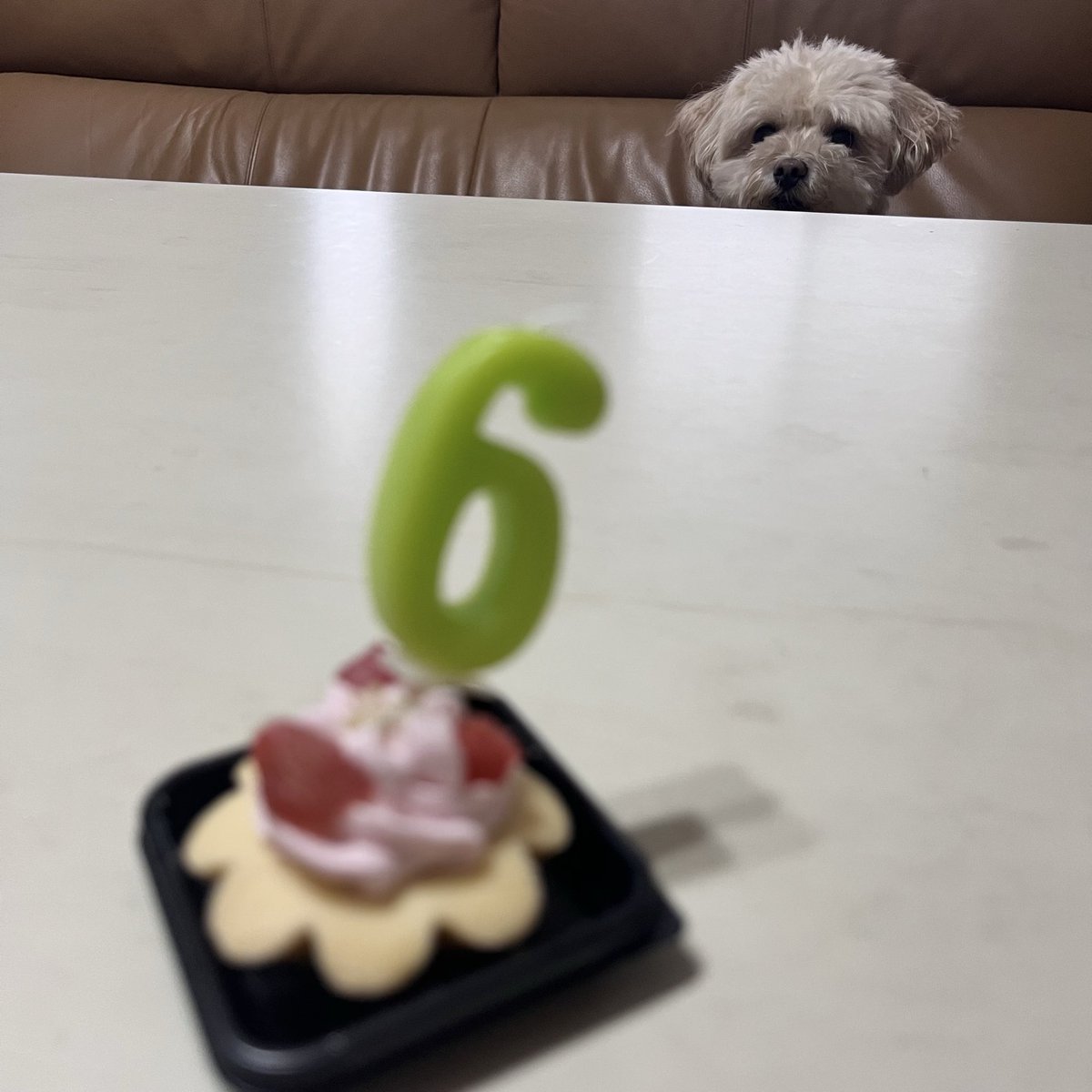 BiBiluckypretty's tweet photo. @FestMirapuri 🐶.｡oO（𝑇ℎ𝑎𝑛𝑘 𝑦𝑜𝑢）✨️✨️
I prepared a small, cute cake for her. I think she liked it. https://t.co/FfusX6hudf