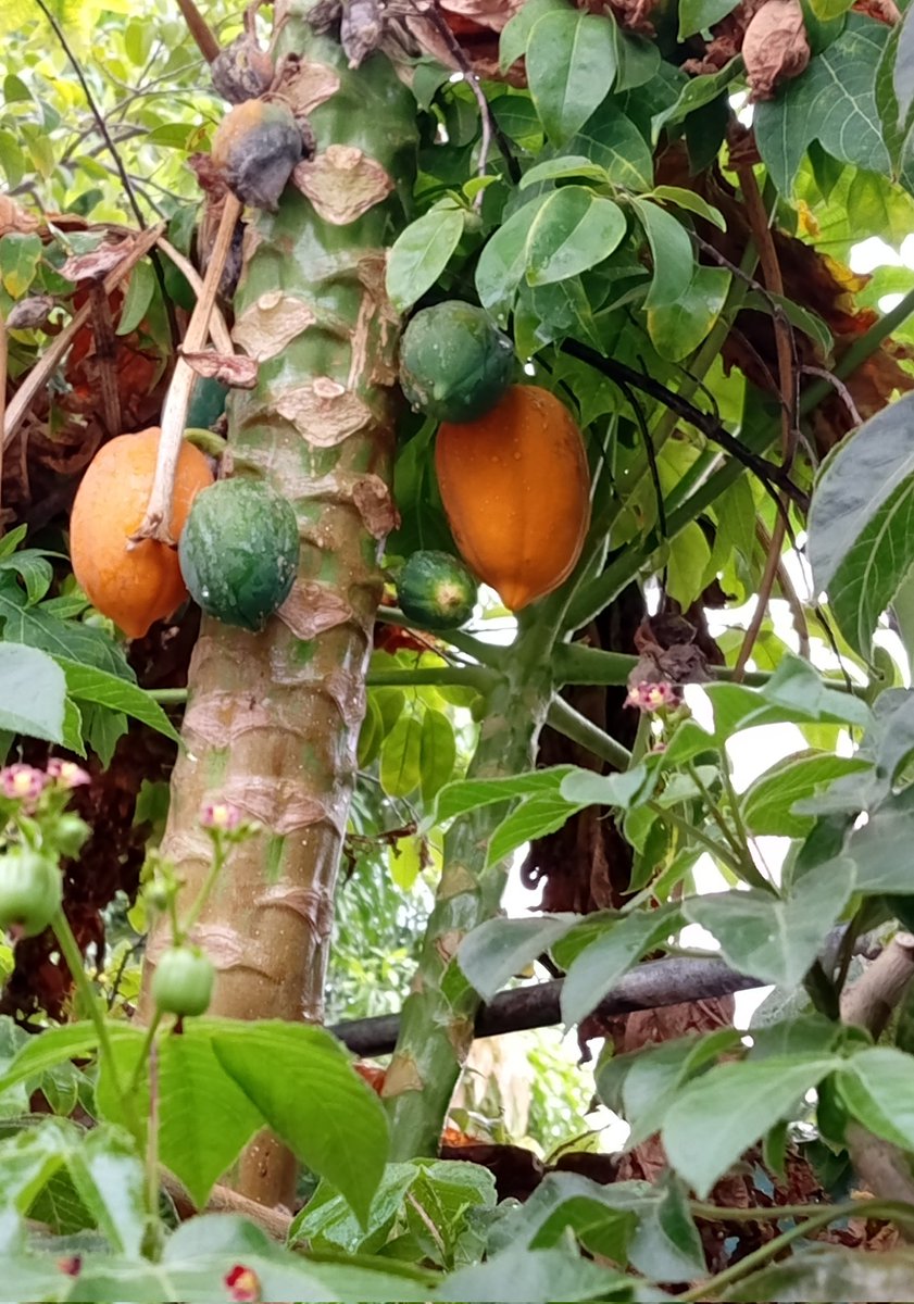 LINDA_LUZ's tweet photo. Y BUENOS DÍAS DESDE MII #QUILLA 🧢🇨🇴✨🦅🙏🏼🐯 
#BASE_PRESIDENCIAL 🫡🇨🇴✨🦅🙏🏼🐯
🤔 YYYYYYY APARECIÓ DOÑA #TERESA💜
🤔 HOYYY ES DIA DE COSECHA
Y PORQUE MIS PAPAYAS😋 NOO TIENEN SEMILLAS.
EN MII BARRIO BOSTON BARRANQUILLA CALLE 62 ENTRE 43 Y 44B NOJOODAA YESYESYES YESYESYES TRUMPDAY https://t.co/0tSQBhI6BM