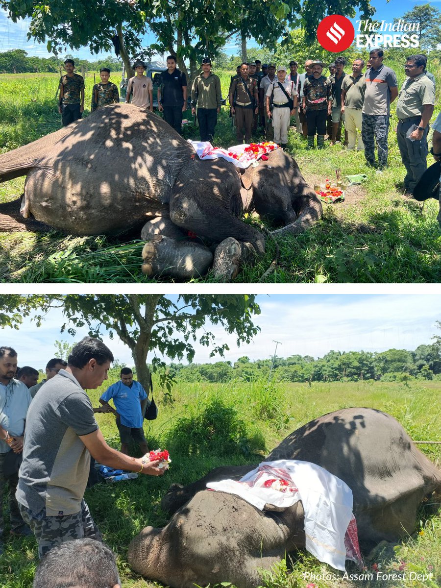 IndianExpress's tweet photo. Assam Forest Minister Jayanta Mallabaruah paid tribute to Joymala, one of Kaziranga National Park's most celebrated patrol elephants, following her death after more than three decades of service.

Born in 1960 and inducted into Kaziranga's conservation efforts in 1992, Joymala participated in anti-poaching patrols, wildlife monitoring, rescue operations and forest protection duties for 34 years.

The Minister recalled the iconic 2004 incident when a tiger leapt over Joymala during a patrol, a moment that became one of the most recognised images associated with Kaziranga.

Despite receiving veterinary treatment for nearly a year, Joymala died on Saturday at the park's Agoratoli Range and was accorded a ceremonial Guard of Honour during her last rites. Her legacy continues through her offspring, several of whom remain in service as patrol elephants in Kaziranga.
