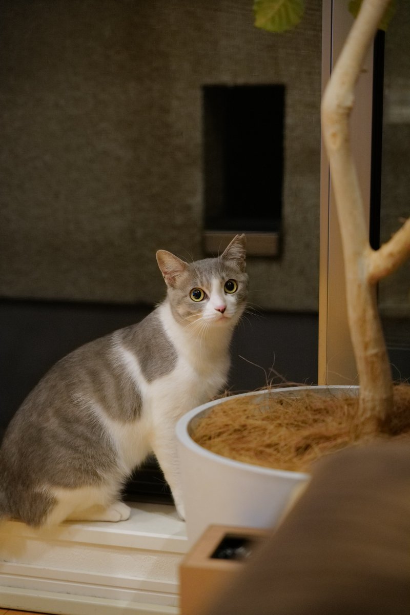 milatter's tweet photo. ケージからでてくるようになって、ようやく写真が撮れるようになってきたこなつ。でもカメラを向けると怖いみたいですぐ逃げるからほんとに一瞬しか撮れないｗ https://t.co/MYyL2XBbT3