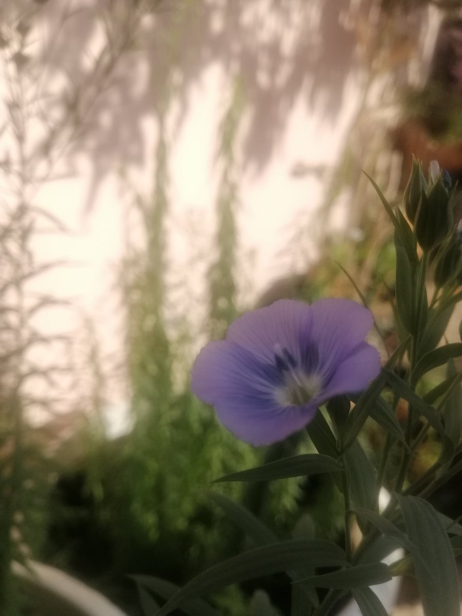 s_oman92's tweet photo. كان قدراً من اللّٰه بدعاء صادق و تسليم تام 🌼🍂

الحمد للّٰه حمداً كثيراً طيباً مباركاً فيه🌼 https://t.co/r3AXOnlNtK
