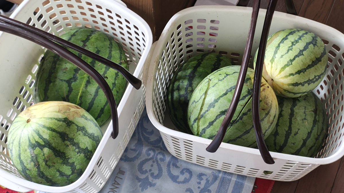 Lalka_m's tweet photo. 今日の🍉 https://t.co/kltotQRERq