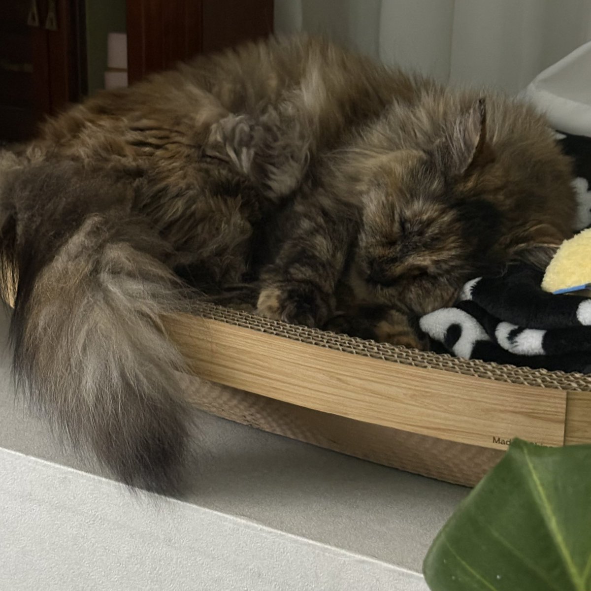 Voidcomma's tweet photo. 쿠울 https://t.co/utltDyXSBU