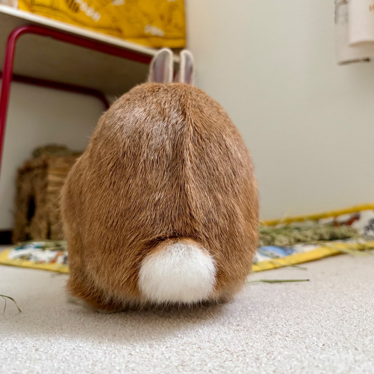 taxcptaf's tweet photo. カニクリームコロッケ🍑

#けつようび
#うさぎ
#ネザーランドドワーフ https://t.co/YsvhRHy23E