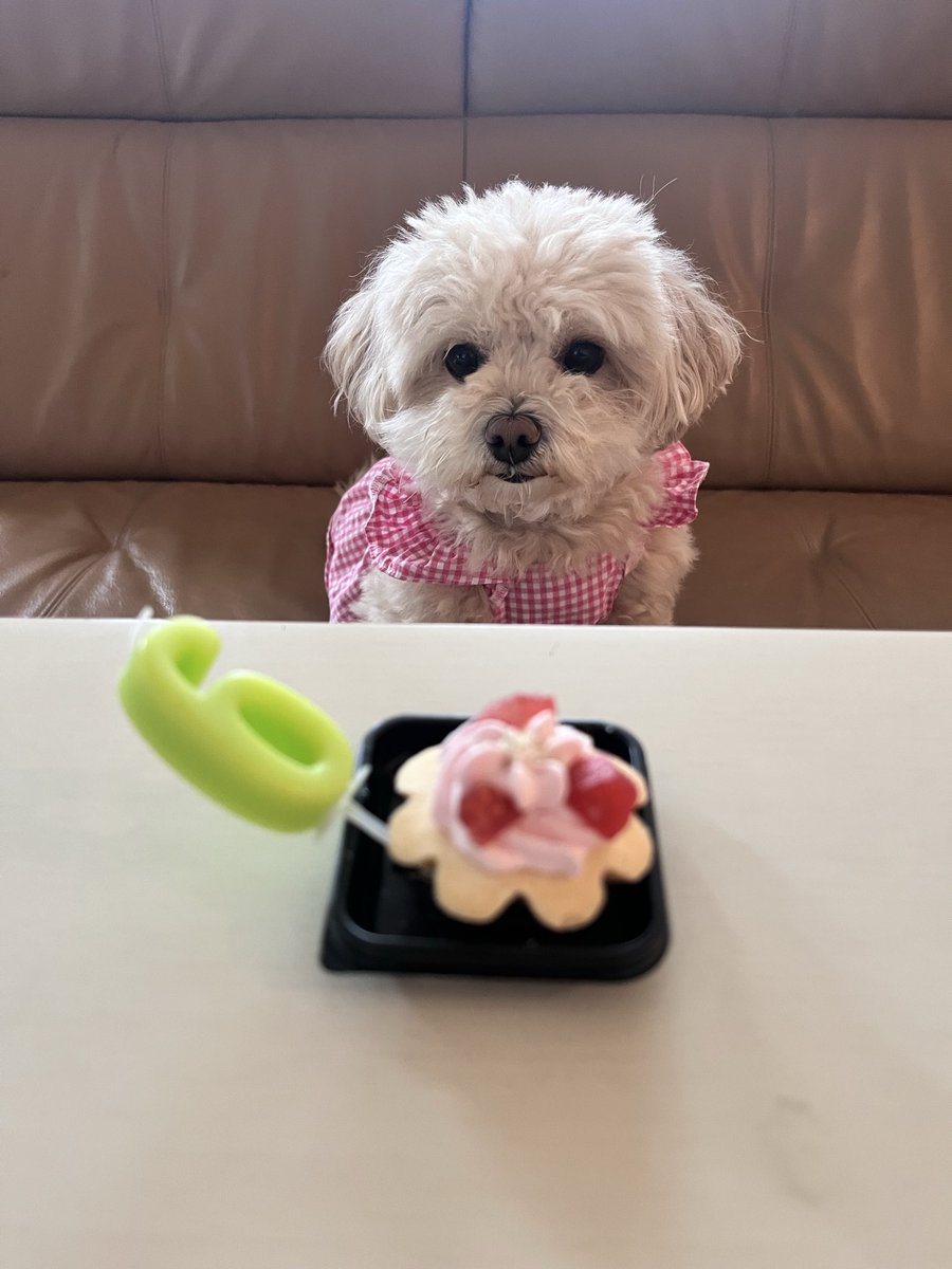 BiBiluckypretty's tweet photo. たくさんのお誕生日メッセージをありがとうございました🥹🙏🙏🙏
とてもとても嬉しかったです🐶ᵗʱᵃᵑᵏᵧₒᵤ❥ https://t.co/VFVukoNiG0