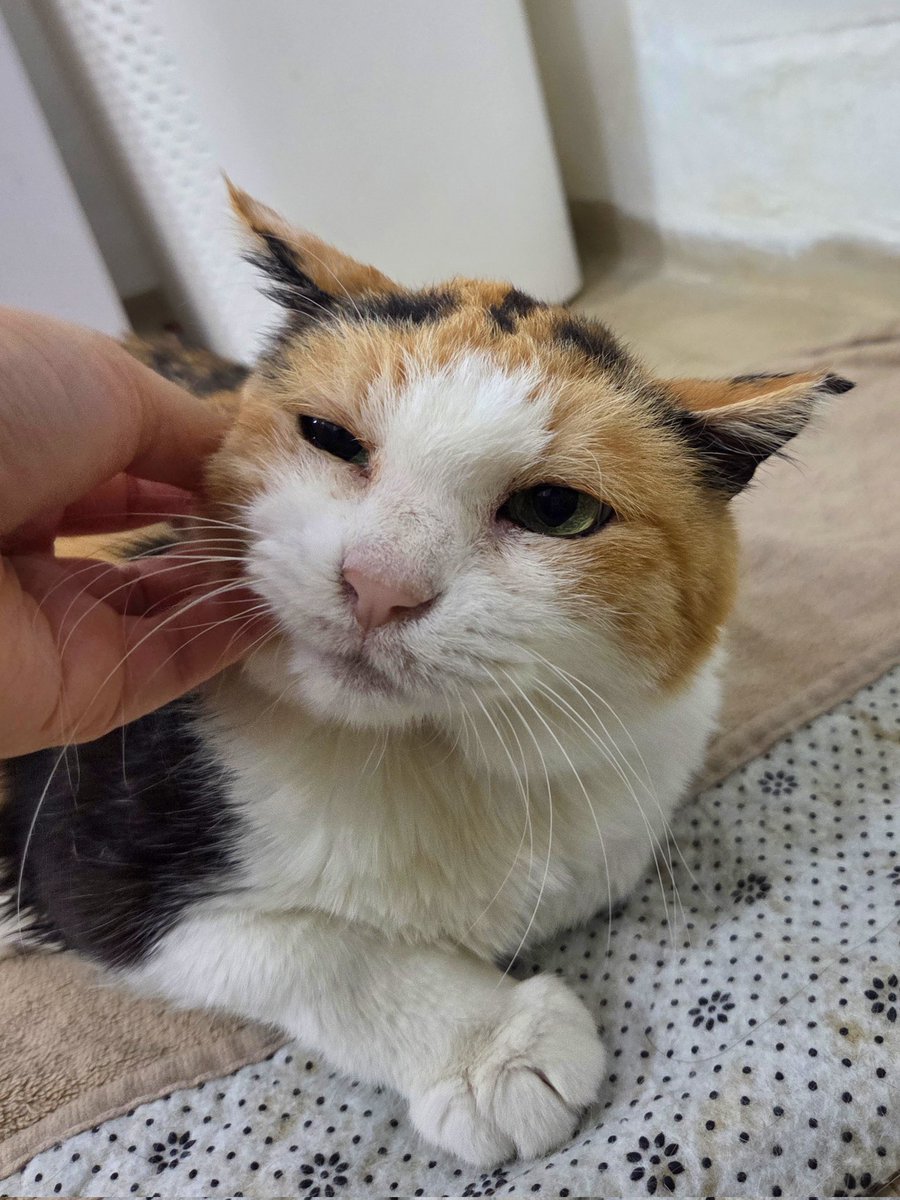 8ja_ddabong's tweet photo. 복복이 시원치 않지만 적당히 받아주는 중 https://t.co/uGO3ZWwwdu