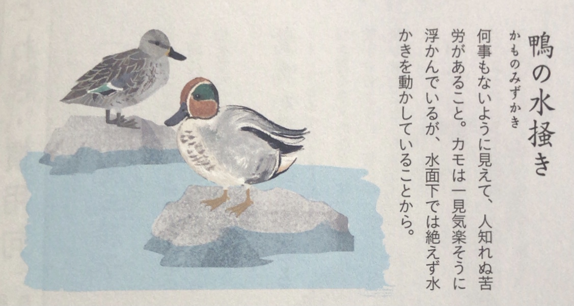 honnoinosisi555's tweet photo. この言葉、好き。

「鴨の水掻き
何事もないように見えて、人知れぬ苦労があること。カモは一見気楽そうに浮かんでいるが、水面下では絶えず水かきを動かしていることから。」
（参照:上田恵介・ねもときょうこ『読んで楽しむ 野鳥の事典』成美堂出版、P90） https://t.co/mRHaugCK71
