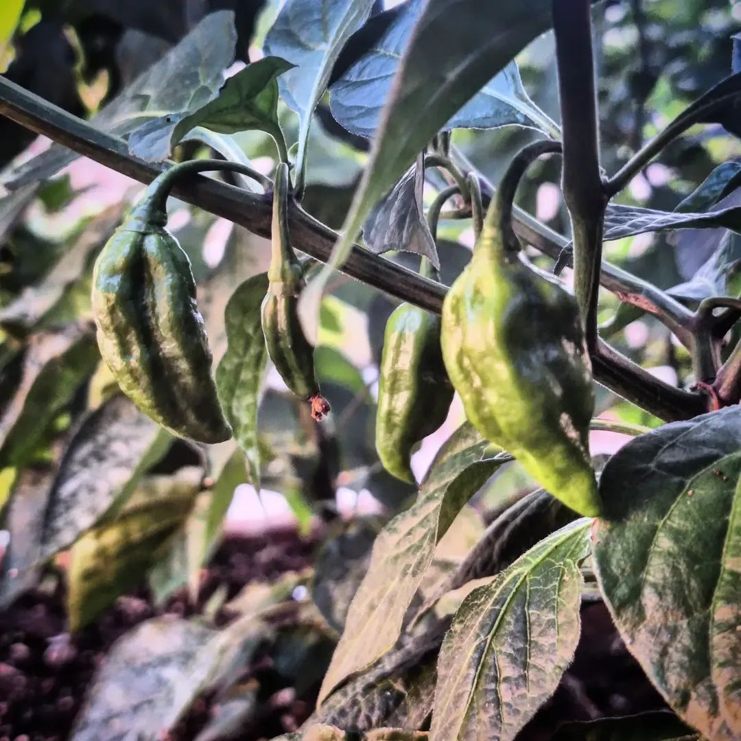 sergio_scaratti's tweet photo. Fatalii in progress...
#sergioschilipeppers #peperoncino #piccante #scoville #coltivazione2026 https://t.co/CG8KgRLFd0