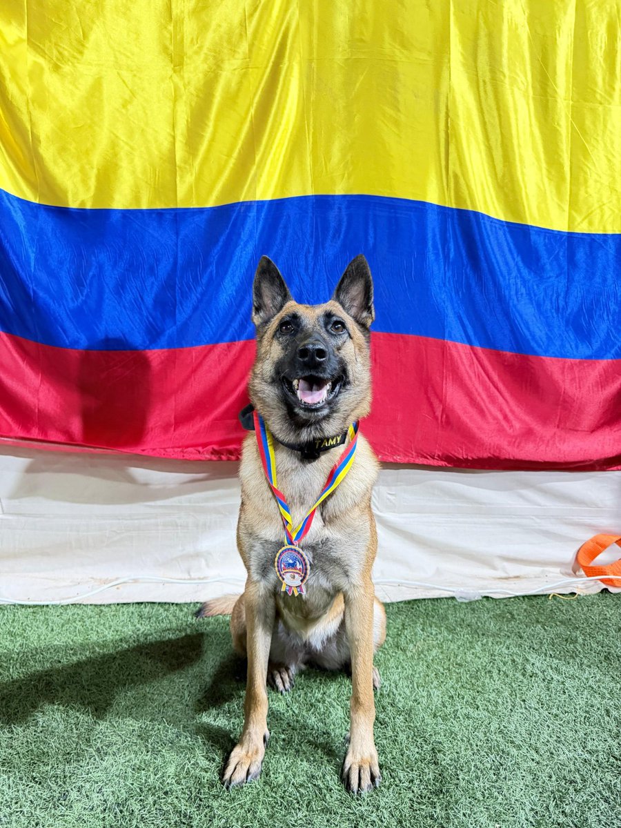 UltimaHoraCR's tweet photo. #NACIÓN | Héroes de cuatro patas: perros rescatistas colombianos fueron condecorados en Venezuela por su labor en las operaciones de búsqueda tras el terremoto.

Candy, Rojo, Tamy y Dastan, integrantes del equipo USARCOL-1 de la @UNGRD, recibieron la Medalla al Mérito del Servicio por su apoyo durante la emergencia.

https://t.co/v2vIVVHFXe