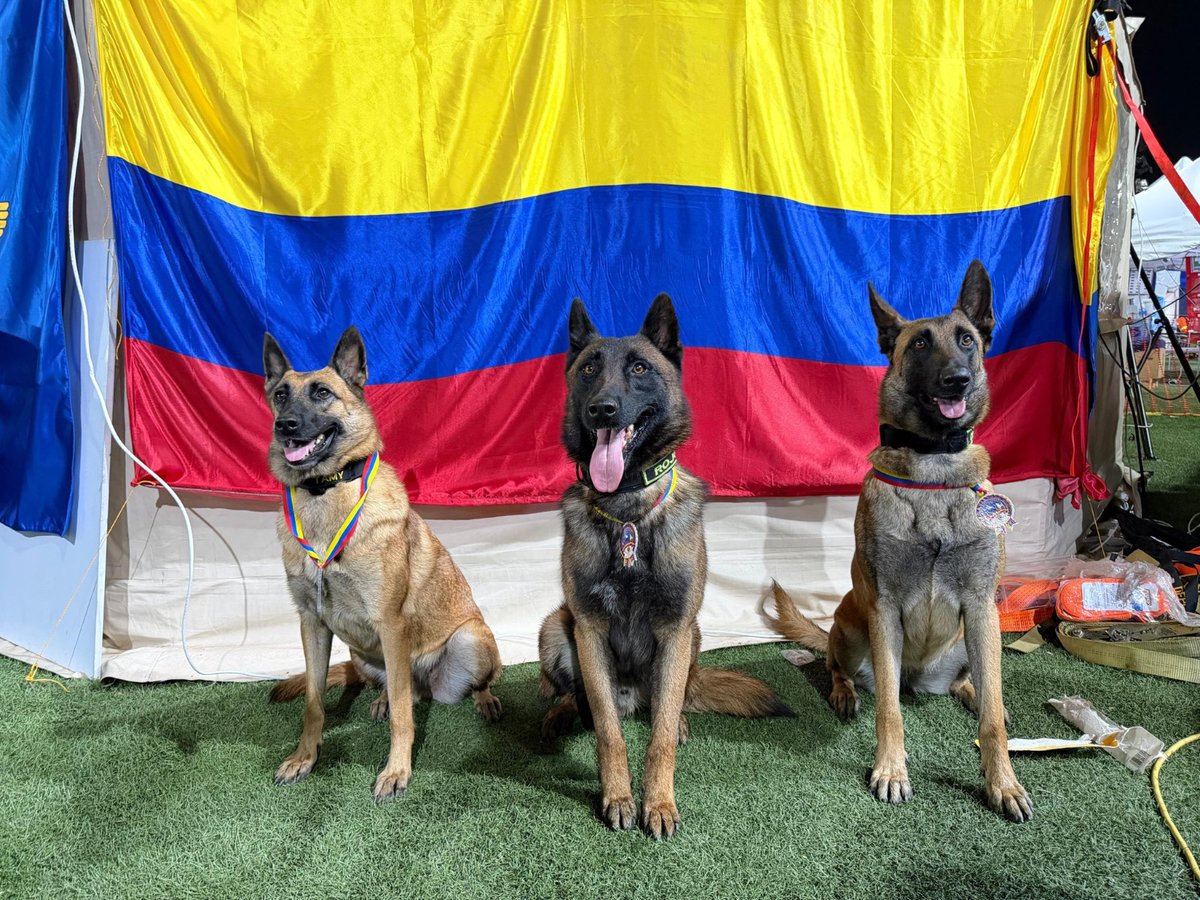 UltimaHoraCR's tweet photo. #NACIÓN | Héroes de cuatro patas: perros rescatistas colombianos fueron condecorados en Venezuela por su labor en las operaciones de búsqueda tras el terremoto.

Candy, Rojo, Tamy y Dastan, integrantes del equipo USARCOL-1 de la @UNGRD, recibieron la Medalla al Mérito del Servicio por su apoyo durante la emergencia.

https://t.co/v2vIVVHFXe