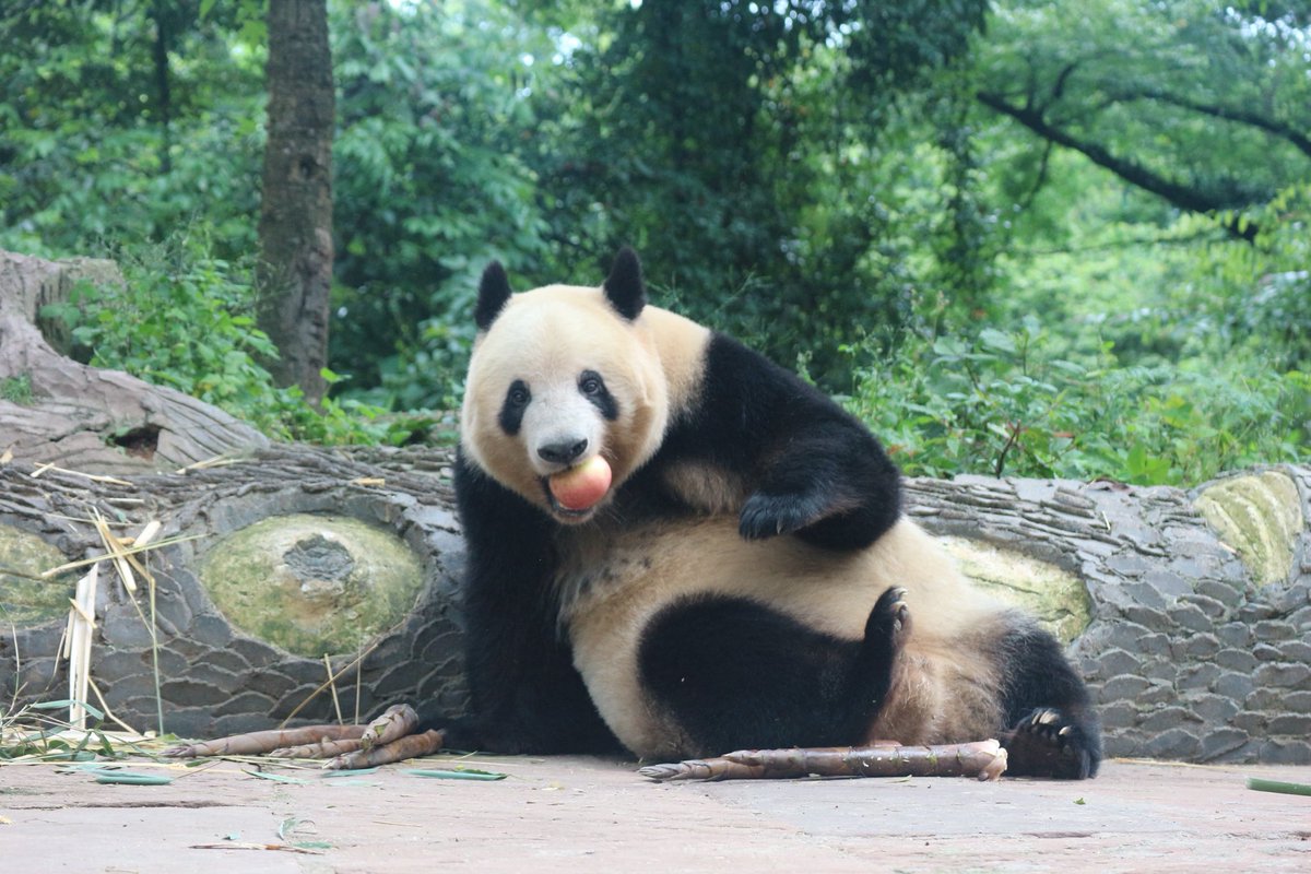 ma2panda's tweet photo. ①シャンシャン
②雅安碧峰峡基地
2026年6月6日撮影
③中国に会いに行くと日本で誓ってから、1206日やっと会いに行けました！
大きいりんごを美味しそうに上を向いて食べている姿はとても幸せそうでこちらも幸せになりました！

#パンダイパン活エピソード
#シャンシャン #香香 https://t.co/yVdeaa8sLo