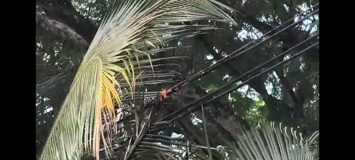 vivivs13's tweet photo. @EMCALIoficial Por favor envíen la Unidad Operativa de Energía (estan en la Cra80) a solucionar el problema. Calle 18 entre Cra85 y 84A sentido S/N. Todos los días hace explosión los equipos en poste 5288700, caída de fases y se va la energía. Sucede min. 2 veces al día.  van 3 semanas igual. https://t.co/9hQluKOANs