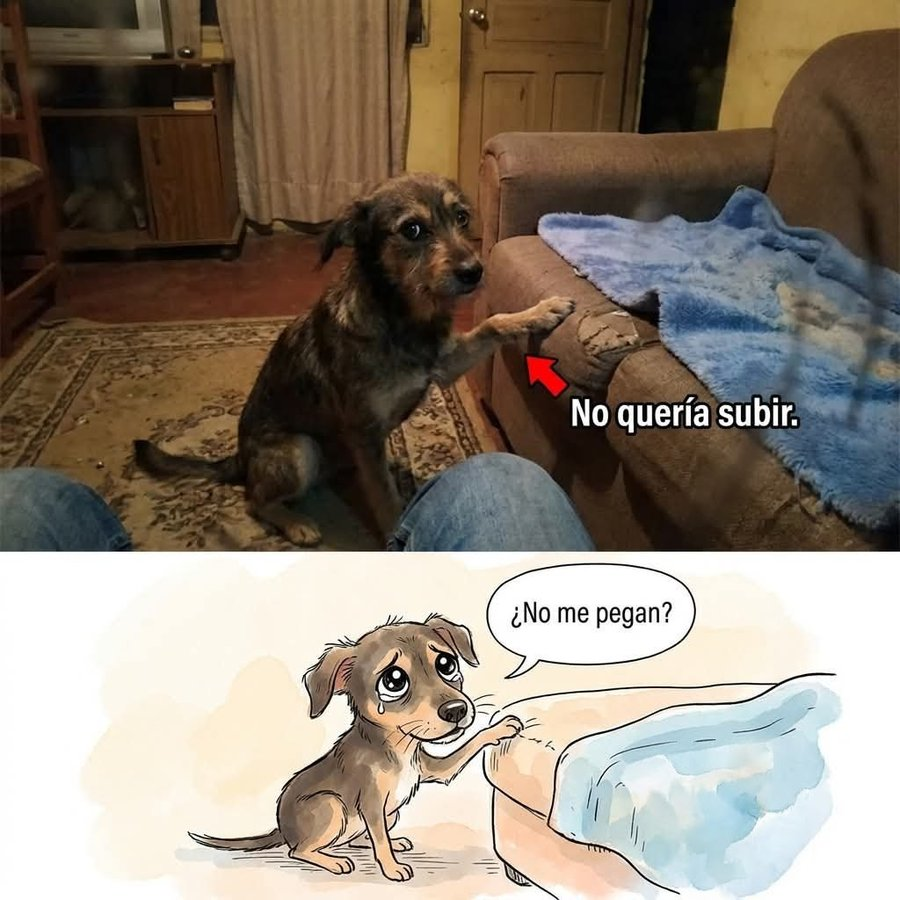 Contexto_Visual's tweet photo. A Luna la rescataron de una terraza donde la tuvieron amarrada tres años bajo el sol. 🐕🛋️💔

Cuando la nueva familia la llevó al apartamento, la perra caminaba pegada a las paredes para no estorbar.
Doña Carmen le compró una cobija azul muy suave y la puso encima del sofá grande para que pudiera dormir cómoda.
Pero Luna no quería subir por nada del mundo.
Se quedaba sentada en el piso temblando, poniendo solo una patita en el borde de la tela y mirando hacia abajo, esperando el regaño o el golpe. 
El esposo de Doña Carmen, que decía que no quería perros en la casa, terminó sentándose en el piso de la sala a comerse el almuerzo con ella para que agarrara confianza. 😂

Fueron casi dos semanas de pura paciencia, dándole galletas en el borde hasta que entendió que no le iban a pegar.
Ayer, por primera vez, Luna saltó al sofá sola.
Se enrolló en la cobija azul, soltó un suspiro largo de alivio y cerró los ojos. Doña Carmen dice que ya no la deja bajar por nada. ❤️