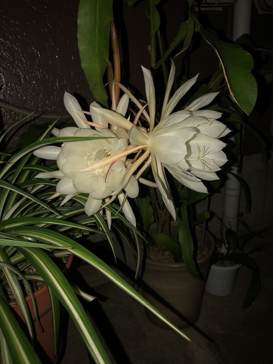 Yu614mu's tweet photo. 開ききったかな？
香りも思ったより控えめだけどど花っぽくない甘い香りだった。

いいもん見れた、こんなん見たら来年も枯らしたくないなぁ https://t.co/3eA7xnkzpV