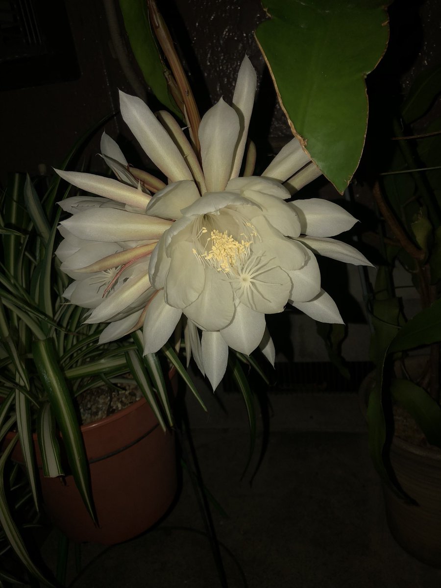 Yu614mu's tweet photo. 開ききったかな？
香りも思ったより控えめだけどど花っぽくない甘い香りだった。

いいもん見れた、こんなん見たら来年も枯らしたくないなぁ https://t.co/3eA7xnkzpV