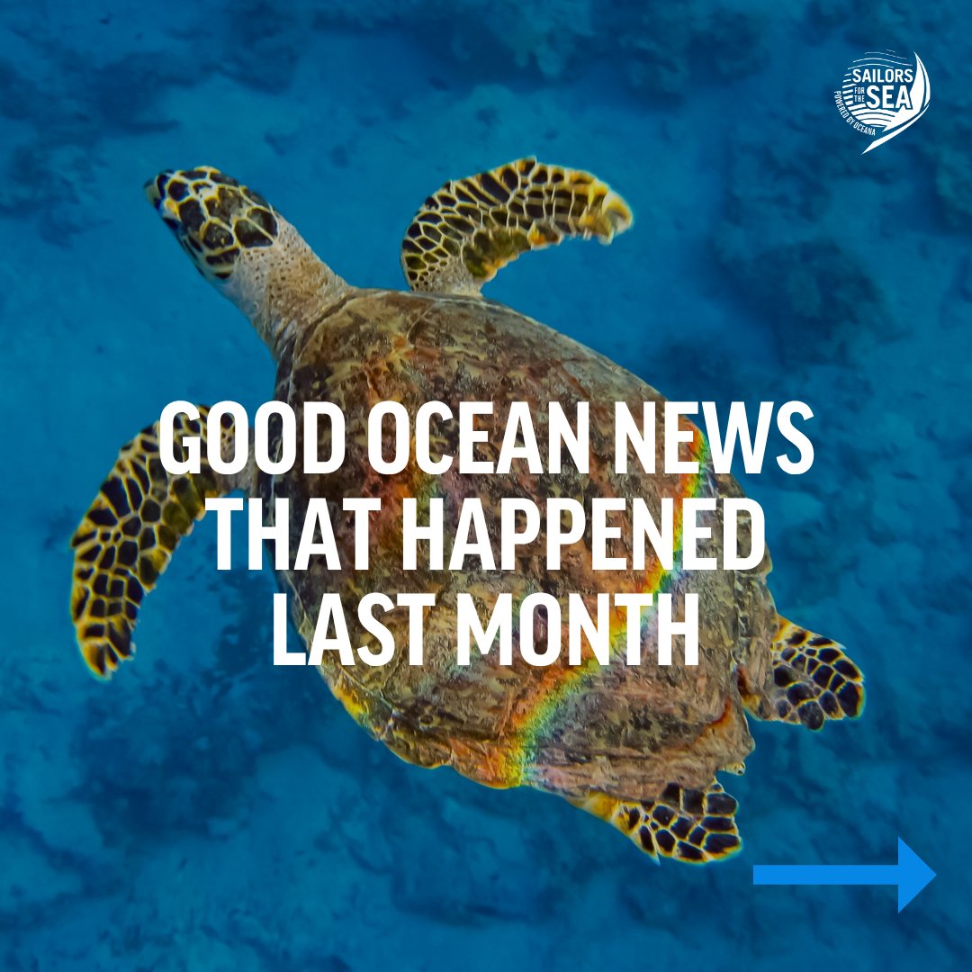 SailorsforSea's tweet photo. June was a month filled with action for our oceans! 💙

From wildlife being recognized as climate allies to incredible deep-sea discoveries, you won't want to miss these positive stories. 👇 https://t.co/Di5gvpeOv9
