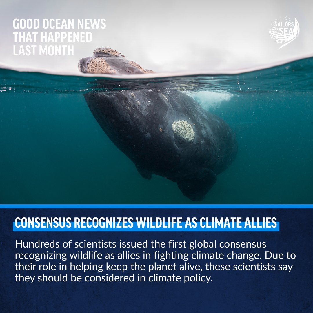 SailorsforSea's tweet photo. June was a month filled with action for our oceans! 💙

From wildlife being recognized as climate allies to incredible deep-sea discoveries, you won't want to miss these positive stories. 👇 https://t.co/Di5gvpeOv9