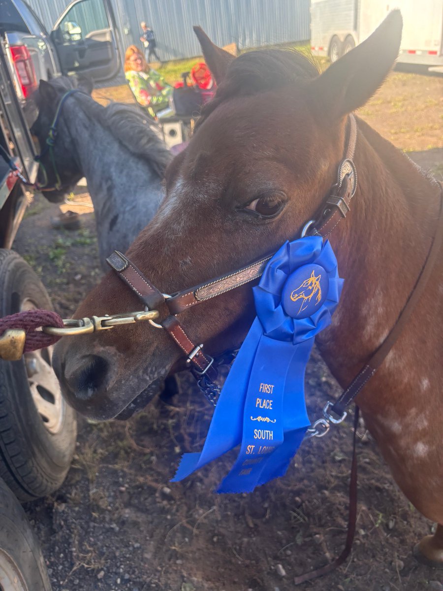 ThommyPetersen's tweet photo. Petersen Pony Farm on the board this morning with a blue ribbon for Rusty in halter class in Proctor at the South St. Louis County Fair! https://t.co/suinpUzerp