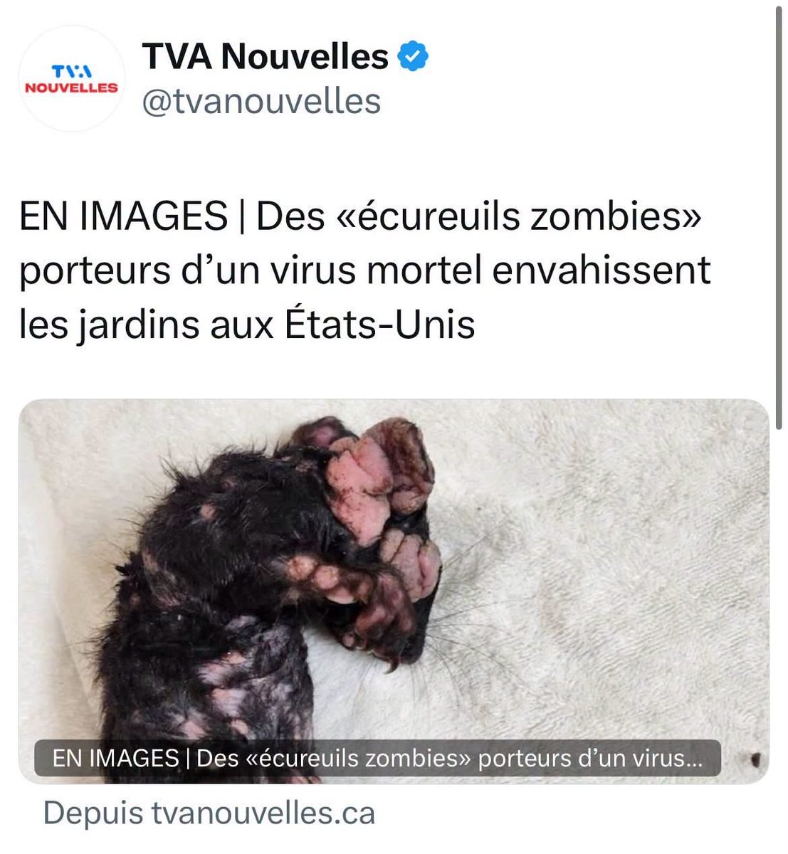 AlainPatenaude7's tweet photo. La Vérité Selon Sainte TVA Nouvelles

Il faut reconnaître un certain talent à notre paysage médiatique : réussir à se présenter comme rempart de la démocratie tout en relayant, jour après jour, des récits tellement biaisés qu’on se demande si la gravité n’a pas fini par lâcher prise dans les salles de rédaction. TVA Nouvelles, dans ce rôle, excelle. À force de dénoncer les complotistes et de brandir des experts dont l’idéologie ressemble davantage à un exercice de gymnastique mentale qu’à une analyse, on finit par se demander si le but n’est pas de tester jusqu’où le public peut avaler n’importe quoi sans broncher.

Pendant que François Legault se prélasse en se faisant photographier en train de lire un énième livre, et que Trudeau s’affiche dans des galas avec sa dulcinée en posant les mains où bon lui semble, les nouveaux architectes du pays concoctent des lois qui sentent la censure à plein nez. Les médias, eux, applaudissent. Ils applaudissent, relayent, amplifient, sanctifient. Ils deviennent les gardiens autoproclamés de la Vérité, celle avec un grand V, celle qui n’a pas besoin d’être démontrée, seulement répétée.

Et lorsque quelqu’un ose lever un sourcil, poser une question, exprimer un doute, le verdict tombe : complotiste. L’insulte est devenue un outil pratique, un raccourci commode pour éviter d’expliquer, débattre ou justifier. On ne discute plus des idées, on disqualifie les personnes. C’est plus rapide, plus efficace, et surtout, ça évite de se regarder dans le miroir.

Le gouvernement, lui, avance tranquillement vers un modèle où il sera juge, partie, arbitre, censeur et victime présumée de toute critique. Une sorte de système politique multifonction, comme un couteau suisse, mais en moins rassurant. Décider ce qui est vrai, ce qui est faux, ce qui est acceptable, ce qui est punissable : voilà le rêve de tout régime qui se prend un peu trop au sérieux. Et pendant que cette mécanique se met en place, les médias, loin de jouer leur rôle de contrepoids, semblent ravis de servir de haut-parleurs.

On pourrait croire que tout cela provoquerait un sursaut collectif, une indignation, un refus. Mais non. Le public, hypnotisé par les manchettes, bercé par les indignations sélectives, avance sans trop se poser de questions. Après tout, si les experts de plateau le disent, c’est sûrement vrai. Et si les médias le répètent, c’est sûrement important.

Ainsi va la grande parade : politiciens qui se congratulent, médias qui s’agenouillent, experts qui prophétisent, citoyens qui somnolent. Et au milieu de tout ça, une vérité qui se fait de plus en plus petite, de plus en plus discrète, comme si elle avait compris qu’elle n’était plus vraiment la bienvenue.

Si ce n’est pas une forme moderne de pensée unique, il faudra inventer un nouveau mot. Mais rassurons‑nous : TVA Nouvelles nous expliquera lequel utiliser.