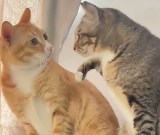 DailyNominalCat's tweet photo. One kitty has a shiny Rayquaza. 

The other one is Nominalgravy https://t.co/MIYPaSIhu0