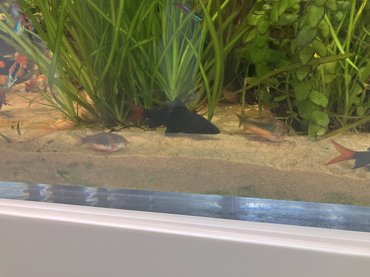 maaaaaaaa38's tweet photo. 淡水魚大型水槽。
コリ系が丸々太ってて餌たっぷり環境だろうにコケもなく綺麗なの努力してるなと思った。

黒ひげ苔が生えてる水槽はあった。茶苔はほんの気持ち程度。
ほとんどの混泳水槽にコケ対策でブッシープレコ入れてる。

水槽始めると水族館系の展示物見る時もそういう見方になった。 https://t.co/w7kXO90WQa