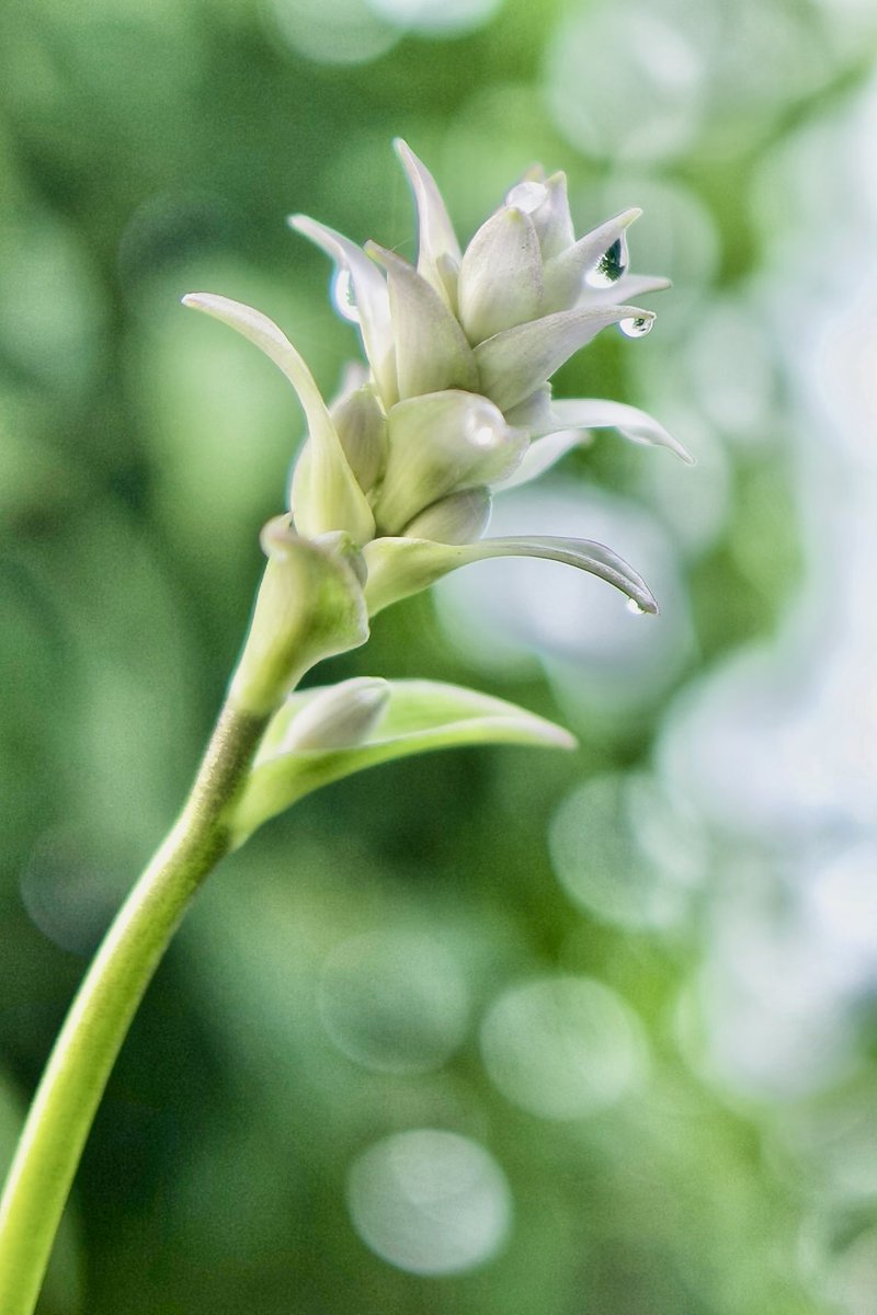 mitsuaki52411's tweet photo. 明け方の日光散歩で見掛けた植物達。

ダイモンジソウに紫陽花、胡桃にオオバギボウシ。

たぶん…詳しくないので間違っていたら…

人がいない日光の散歩は気持ちいい✨ https://t.co/aP4oHNqLVI
