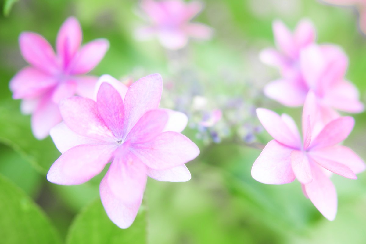 mitsuaki52411's tweet photo. 明け方の日光散歩で見掛けた植物達。

ダイモンジソウに紫陽花、胡桃にオオバギボウシ。

たぶん…詳しくないので間違っていたら…

人がいない日光の散歩は気持ちいい✨ https://t.co/aP4oHNqLVI