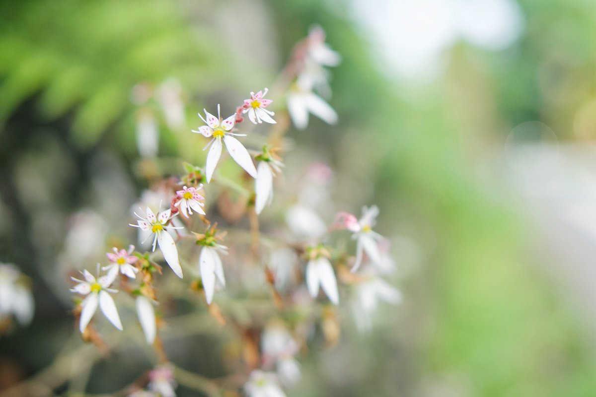 mitsuaki52411's tweet photo. 明け方の日光散歩で見掛けた植物達。

ダイモンジソウに紫陽花、胡桃にオオバギボウシ。

たぶん…詳しくないので間違っていたら…

人がいない日光の散歩は気持ちいい✨ https://t.co/aP4oHNqLVI