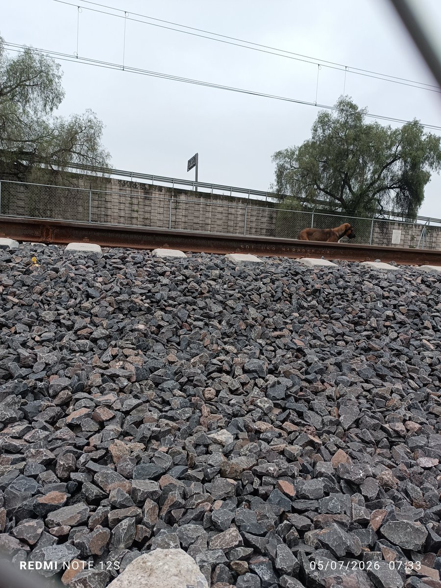 TresTvMexico's tweet photo. Perro dentro de las vías del #TrenFelipeAngeles a la altura de la estación #LaLoma en la vías afectando la circulación de los trenes y poniendo su vida en peligro. @TrenAIFA @Suburbanos ¡Los guardias de la estación no hicieron nada por sacarlo! @C5Edomex ¡Ayuda! (7:35 am) https://t.co/mORBsf8Ooh