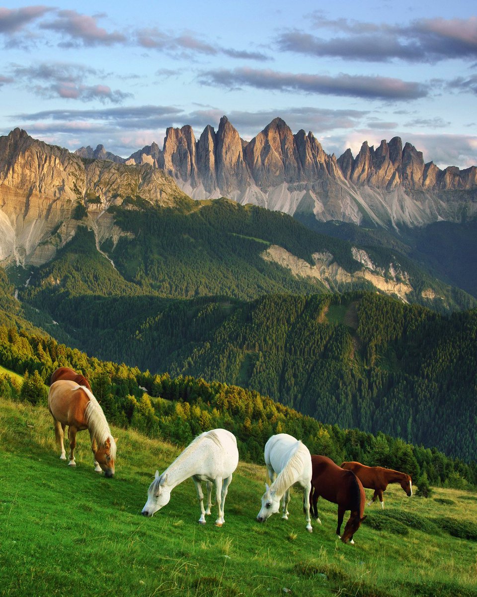 Schoenberger_K's tweet photo. Summer in the Dolomites 
Grazing horses far up in South Tyrol 
#Dolomites #Dolomiti #Dolomiten https://t.co/sgcTXcPhA2