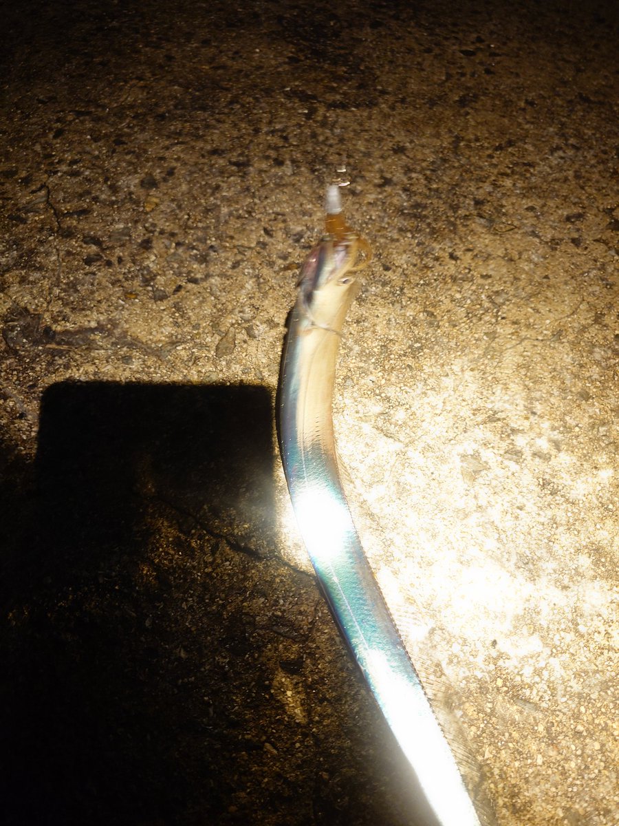 toshi009fishing's tweet photo. 幻の魚が釣れた、何年ぶりか分からん https://t.co/WeA0kNAKQu