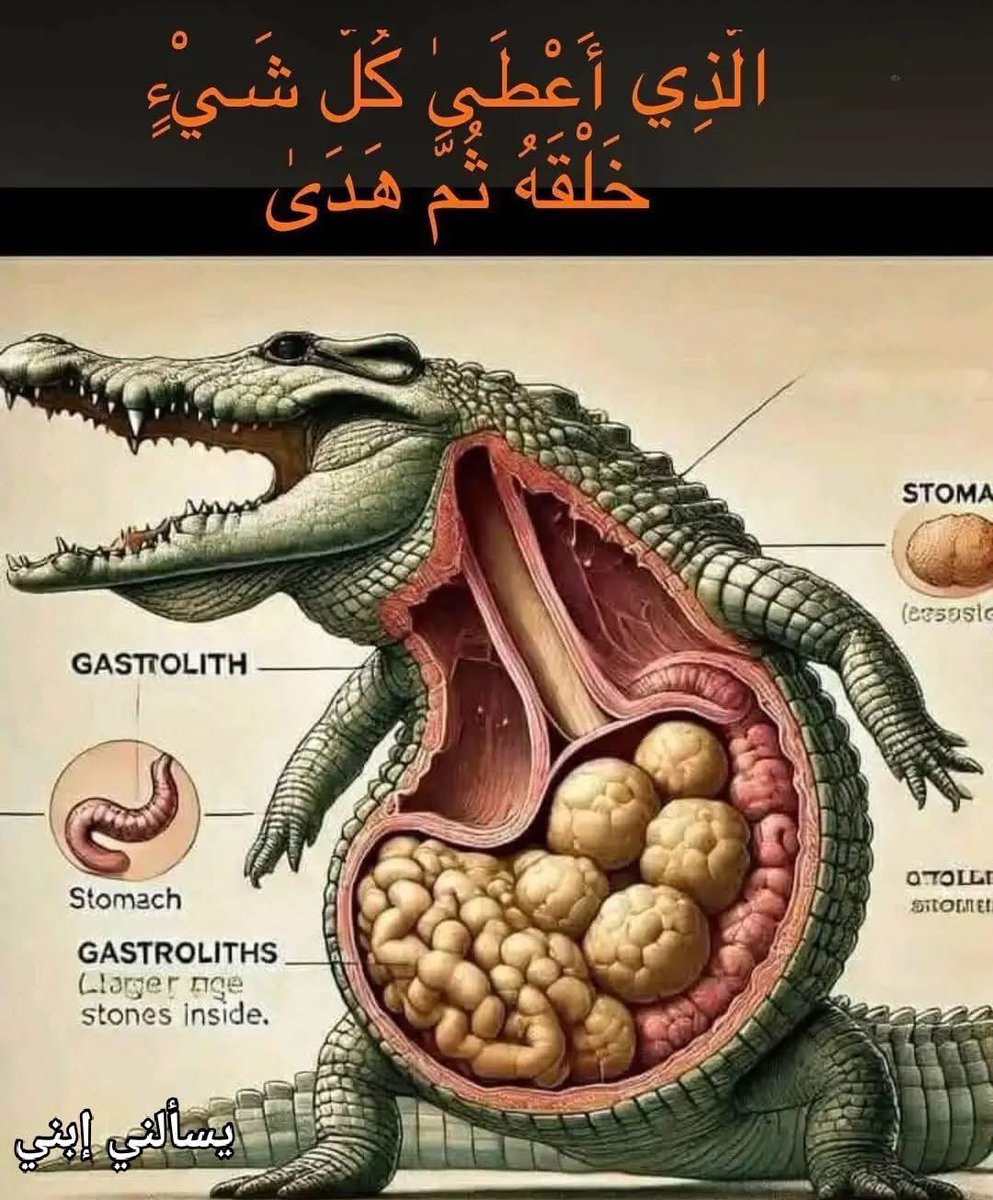 akiluno_a's tweet photo. و لله فى خلقة شئون
هل فكرت يومًا لماذا قد تبتلع التماسيح الصخور؟ 

يبدو الأمر غريبًا، لكن خلف هذه العادة تكمن حقائق مدهشة وأسرار لم تُكشف بعد. التماسيح، كما هو الحال مع بعض الطيور والفقمات، تبتلع ما يُعرف بـ"حصوات المعدة" أو "غاستروليتوس". 

هذه الصخور ليست مجرد حشو للمعدة؛ إنها أشبه بأحجار رحى داخلية، وظيفتها طحن الطعام القاسي—من اللحوم إلى العظام—وتحويله إلى أجزاء صغيرة يمكن هضمها بسهولة.

لكن، ما خفي كان أعظم! أسنان التماسيح المخيفة ليست مخصصة للمضغ، بل فقط للقبض على الفريسة وتمزيقها إلى قطع كبيرة. 

هنا يأتي دور تلك الحجارة في المعدة: فهي تسحق ما تعجز الأسنان عن تكسيره. المفاجأة الأخرى؟ 

هذه الصخور تُشعر التماسيح بالشبع لفترات أطول، فتقل حاجتها للصيد، وتوفر طاقتها في انتظار الفريسة التالية.

لولا هذه الحجارة، لكانت التماسيح كائنات مفتوحة الشهية لا تملّ من الصيد، وربما زاحمت البشر في مواردهم. حكمة إلهية أودعها الخالق في هذه المخلوقات، لتوازن القوى في الطبيعة وتمنحنا نحن البشر فرصة البقاء على هذه الأرض.

فَسُبحَان الَّذِي أَعْطَىٰ كُلَّ شَيْءٍ خَلْقَهُ ثُمَّ هَدَىٰ
-----------------
هذه الصفحة دعوية تعرض المنشورات ذات المحتوى الهادف والتى تربط العلم والإيمان بكل شئون الحياة.

فرجاء   دعم الصفحة بالمتابعة 
و مشاركة المنشور مع أصدقائك