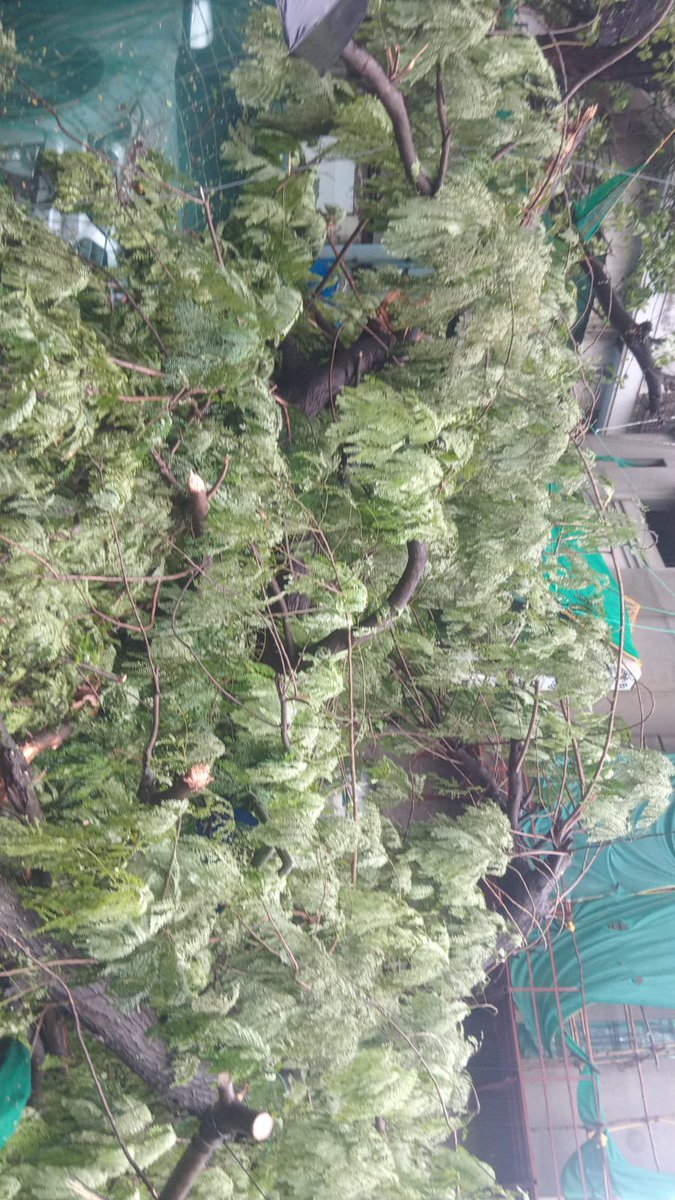 anmopra's tweet photo. Large tree has fallen on junction of Napoo road &amp; Deodhar Road near Manis Cafe Matunga,completely blocking the road on one side. It is causing a severe traffic hazard and risks injuring commuters.pls get this cleared.
​@mybmc @mybmcWardFN @MumbaiPolice @DisasterMgmtBMC https://t.co/wszNZqeKIr