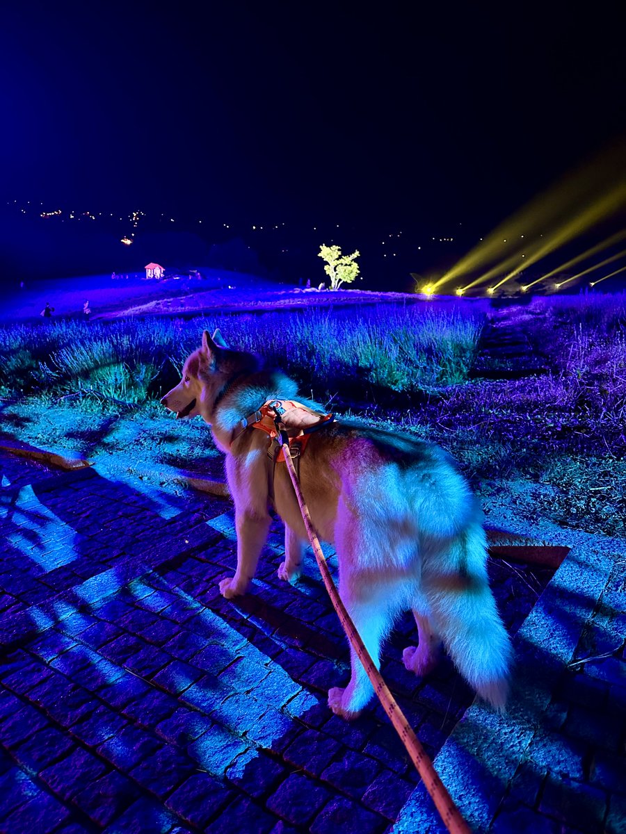 日の出公園のラベンダーライトアップ見てきたよ‼️🐾 さあ、おうちに帰