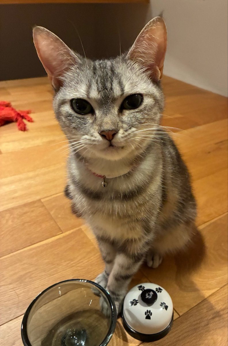 vito20190705's tweet photo. お誕生日おめでとう。
#マンチカン #猫のいる暮らし #猫好きさんと繋がりたい https://t.co/4AMtxxH0MW