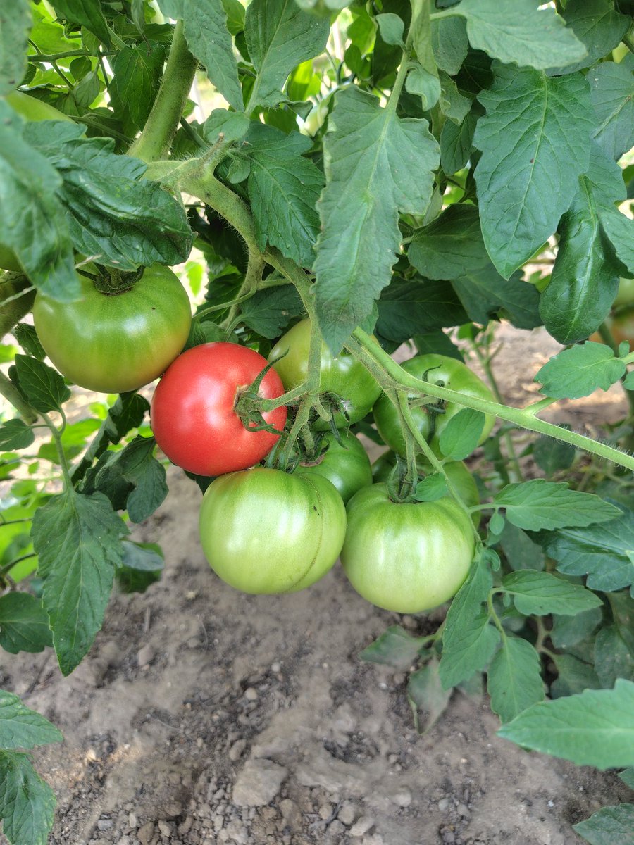 akiboo10's tweet photo. トマトときゅうりが段々と多く収穫出来るようになってきました🍅🥒🧑‍🌾
消費が追いつかない😖 https://t.co/vQpeCiNPvj