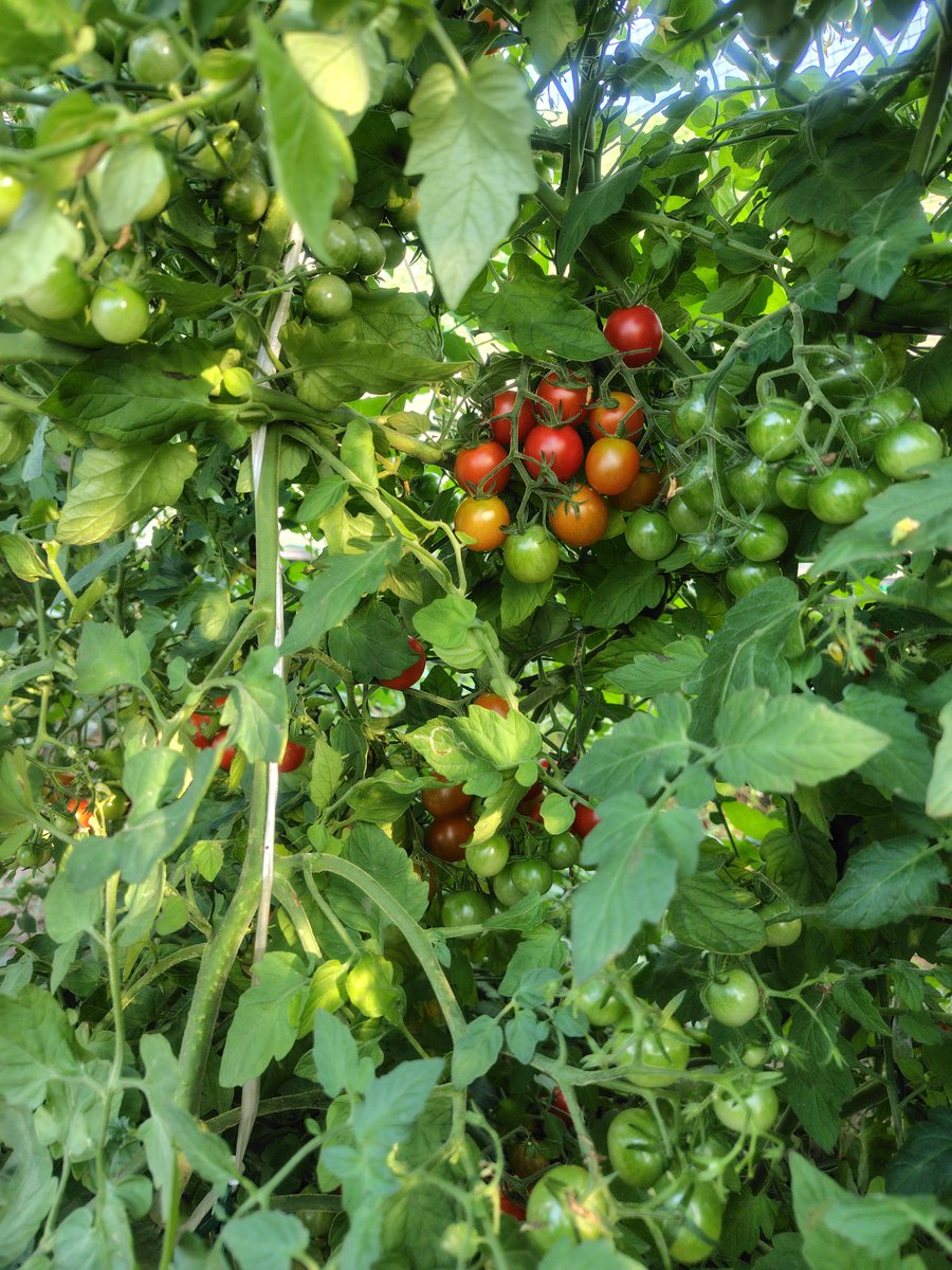 akiboo10's tweet photo. トマトときゅうりが段々と多く収穫出来るようになってきました🍅🥒🧑‍🌾
消費が追いつかない😖 https://t.co/vQpeCiNPvj