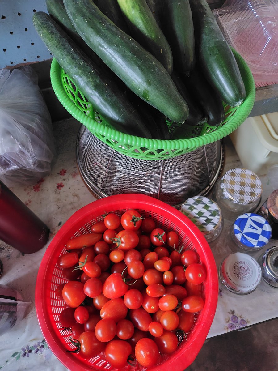 akiboo10's tweet photo. トマトときゅうりが段々と多く収穫出来るようになってきました🍅🥒🧑‍🌾
消費が追いつかない😖 https://t.co/vQpeCiNPvj