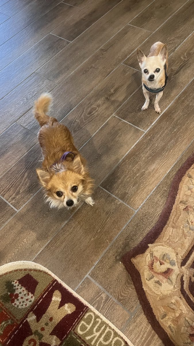 Maryway25's tweet photo. Mother please will you feed us๐ฅบ For weโve had nothing since 5 minutes ago when you fed us leftover grilled hotdogs from last night ๐ถ๐ถ๐๐ #bweakfast #breakfast ๐ณ๐ญ https://t.co/4EwebmCA9f