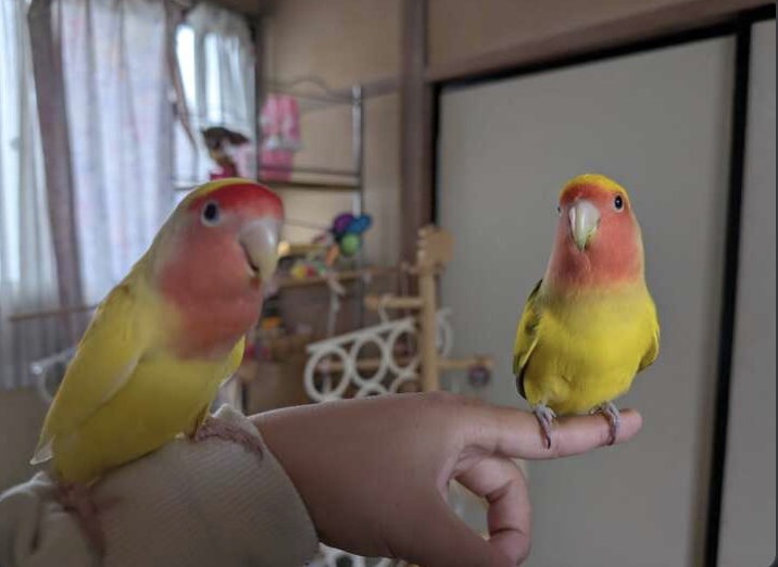My87Xd6a's tweet photo. インコ仲間ができました
↓（れもんさんとるりさん）
↓（あれだからねこの子達はインコ仲間のインコさん） https://t.co/B1RCwhCTIR