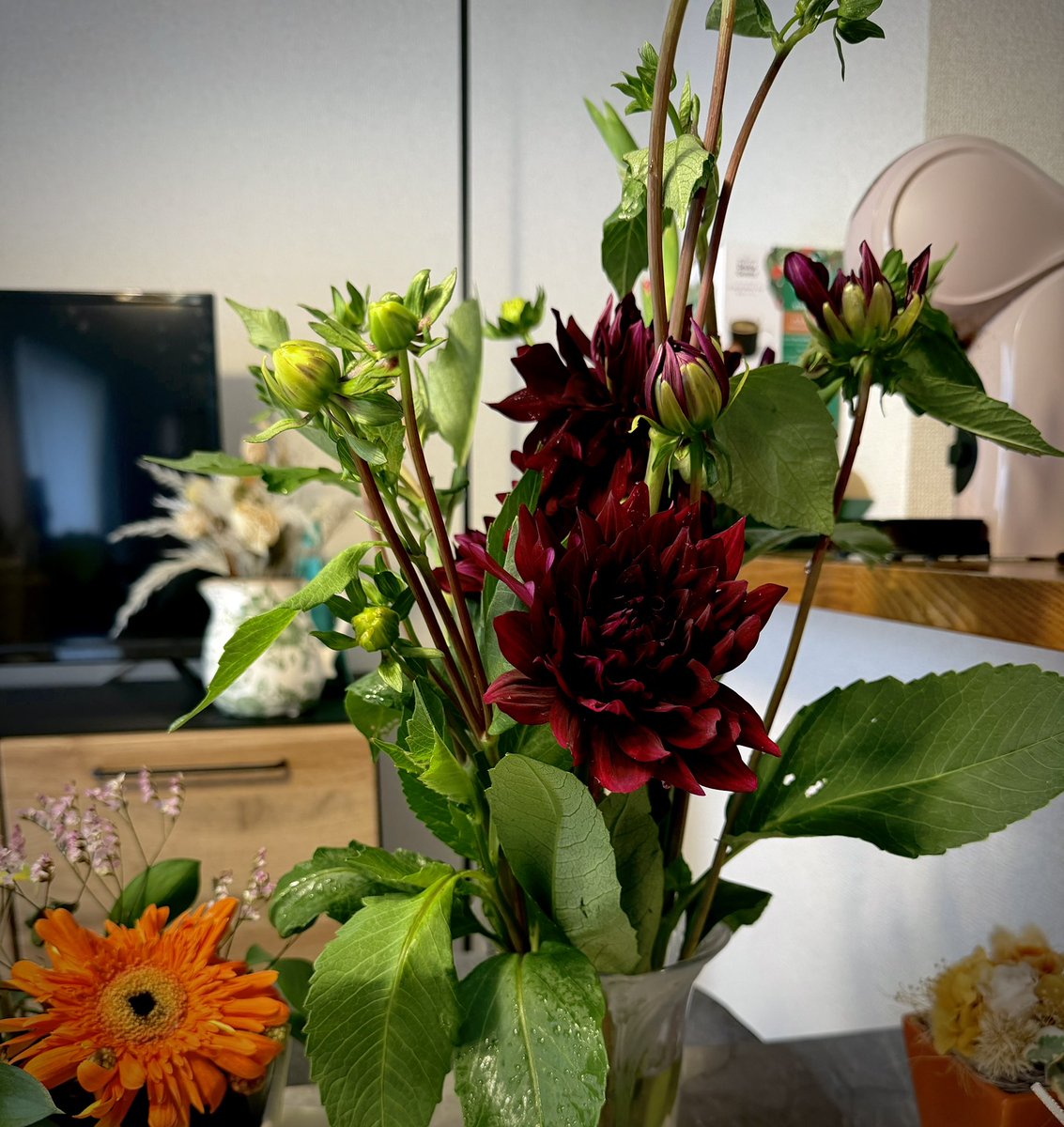 pekkoi3's tweet photo. つぼみがたくさん付いた黒蝶ダリアの切り花が何と380円‼️好きな色だったので即買いしました😁ありがとう茨城の農協さん👍😆 https://t.co/bqf4RUC3m2