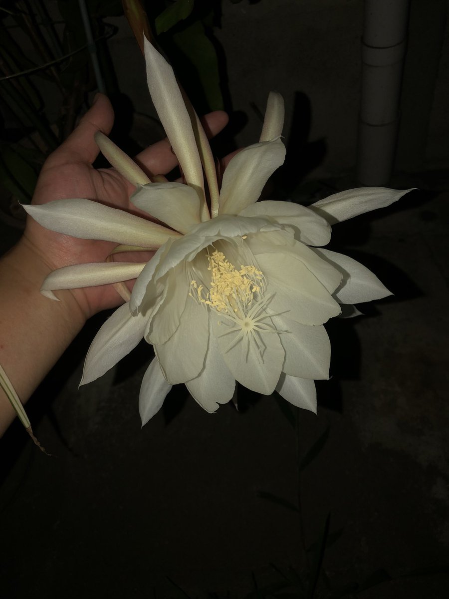 Yu614mu's tweet photo. 月下美人めっちゃ綺麗だった、普段あんまり目にしない白さというか夜に目立つ為の白さ？なんだろうか。

咲いた蕾は下向いて閉じてしまったけどまだ蕾2つあるから今夜はそっちが咲くんかなぁ https://t.co/isH5yNFnTb