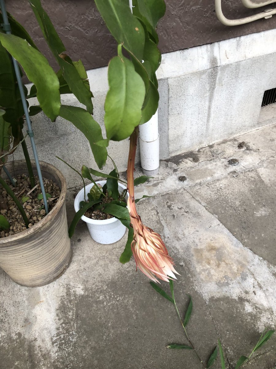 Yu614mu's tweet photo. 月下美人めっちゃ綺麗だった、普段あんまり目にしない白さというか夜に目立つ為の白さ？なんだろうか。

咲いた蕾は下向いて閉じてしまったけどまだ蕾2つあるから今夜はそっちが咲くんかなぁ https://t.co/isH5yNFnTb