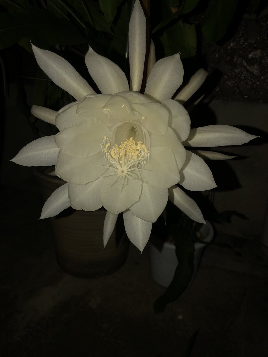 Yu614mu's tweet photo. 月下美人めっちゃ綺麗だった、普段あんまり目にしない白さというか夜に目立つ為の白さ？なんだろうか。

咲いた蕾は下向いて閉じてしまったけどまだ蕾2つあるから今夜はそっちが咲くんかなぁ https://t.co/isH5yNFnTb