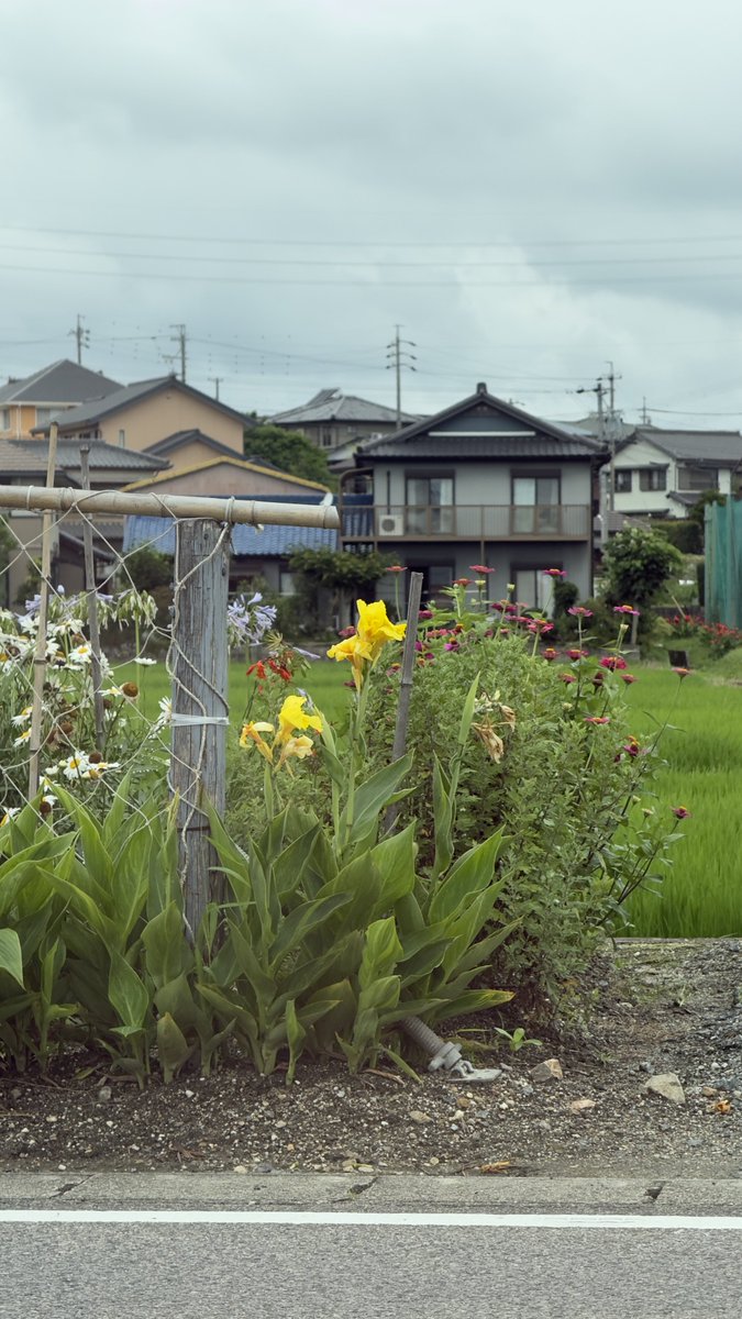 hgcmf's tweet photo. この一角だけ色とりどりのお花咲いてて可愛い〜！ってなった🪻📸 https://t.co/pYe20GVrYe